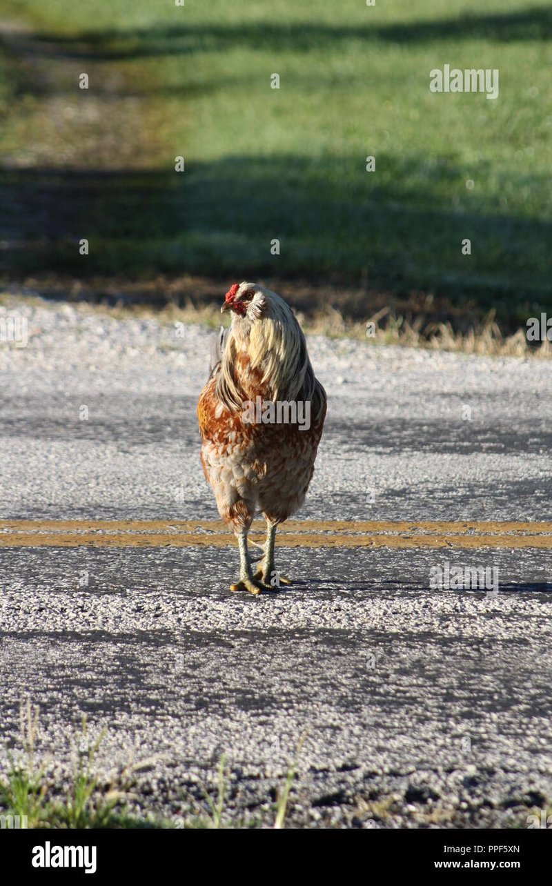 Juego chicken road in Spain
