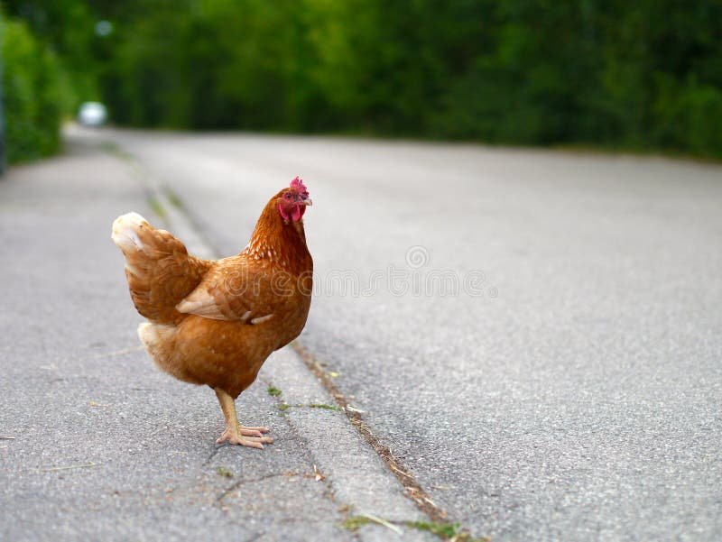Ontdek het Avontuur van Chicken Road Casino in Nederland Online Spellen, chicken road slot