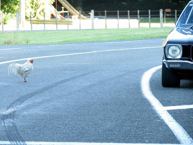 Image: Conoce los Secretos de la Ruta del Pollo en los Casinos de España
